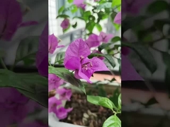 316 สายไฟเหล็กไร้ขัดระเบียง กริลล์ที่มองไม่เห็นที่มีความจุ 100 กิโลกรัม